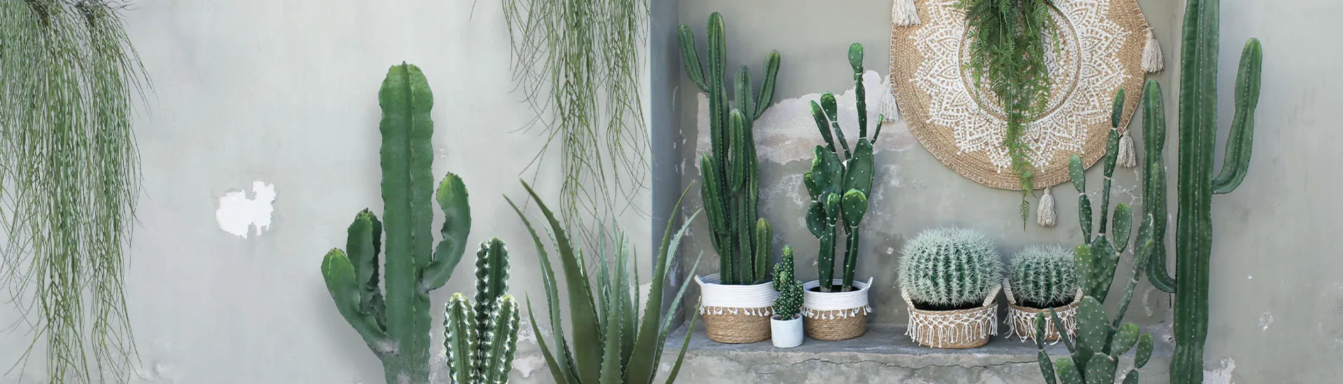 Slide Cactus 1920.webp